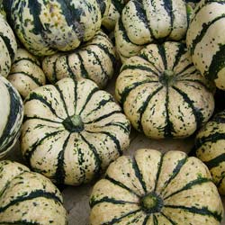 'Sweet Dumpling' (patidou) Courgette